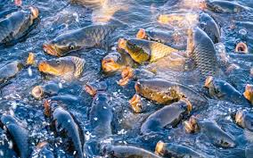 Nyamagati Afrofarm Fish Farming